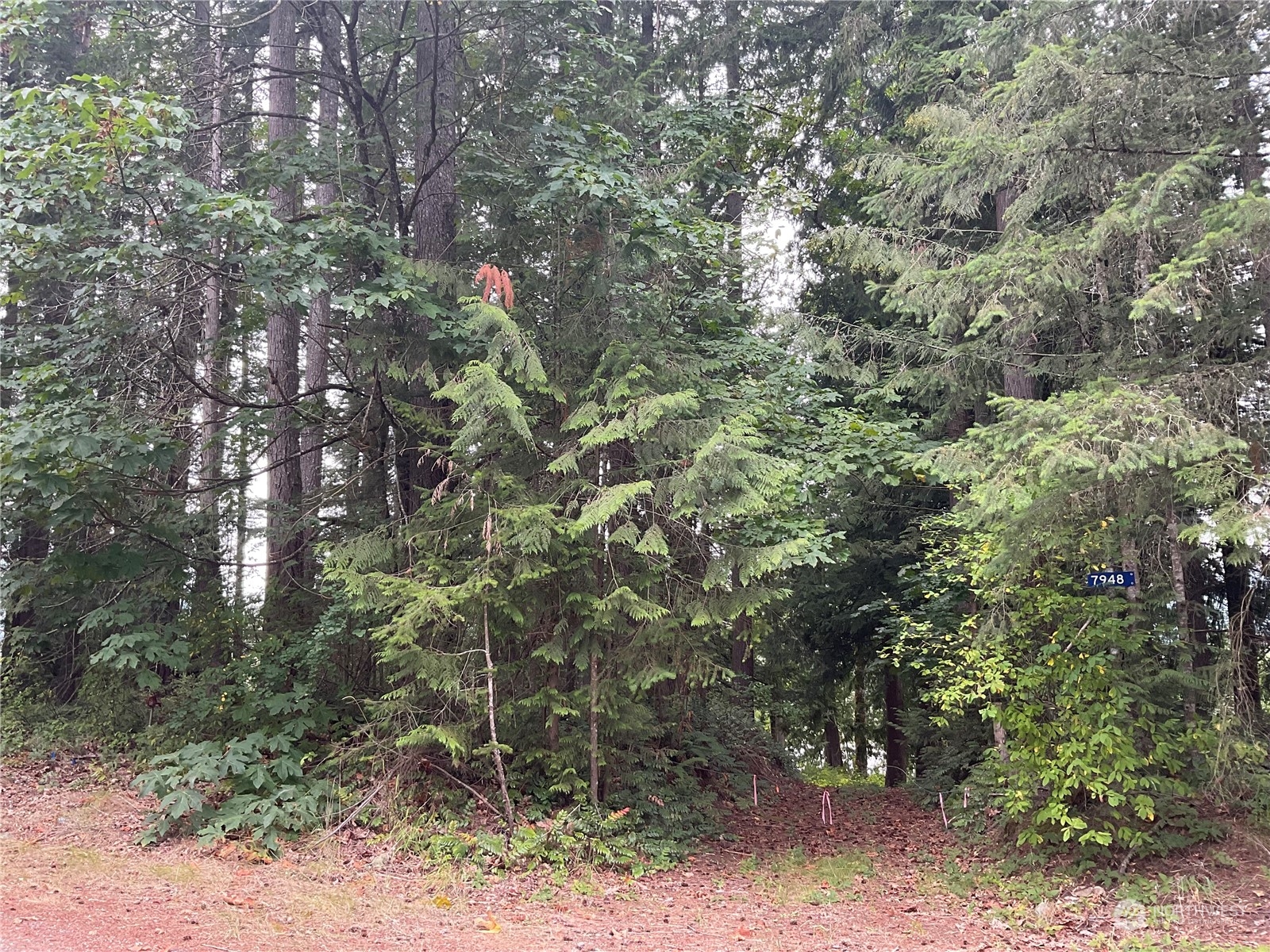 7948 Fir Street, Concrete, WA 98237, ,Land,For Sale,Fir,NWM2277296